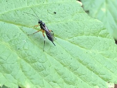 Pimpla