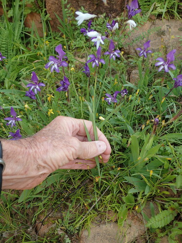 Image of Ixia namaquana by no rights reserved