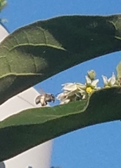 Xylocopa subvirescens