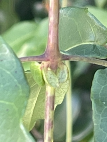 Bignonia capreolata