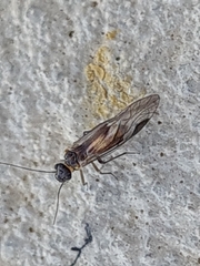 Elipsocidae