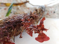 Botryocladia botryoides