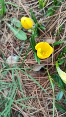 Sternbergia lutea