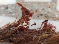 Botryocladia botryoides