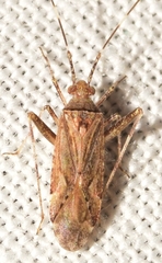 Phytocoris