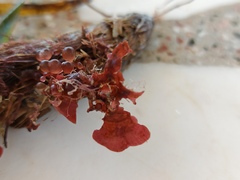 Botryocladia botryoides