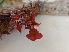 Botryocladia botryoides