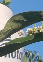 Xylocopa subvirescens
