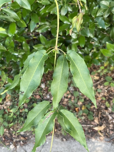 Bignonia capreolata