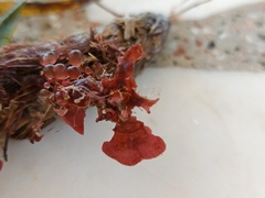 Botryocladia botryoides
