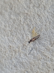 Elipsocidae