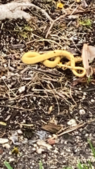 Serpentes
