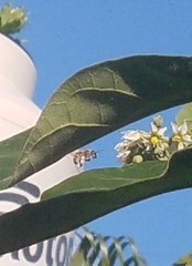 Xylocopa subvirescens