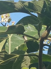 Xylocopa subvirescens