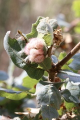 Andricus crystallinus