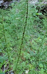 Equisetum telmateia