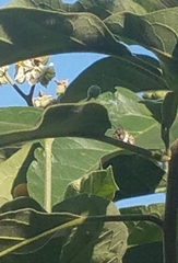 Xylocopa subvirescens