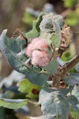 Andricus crystallinus