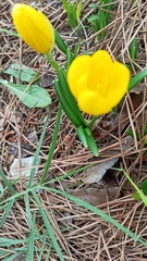 Sternbergia lutea