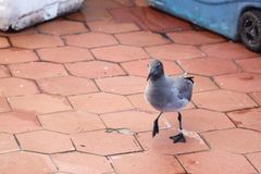 Leucophaeus fuliginosus