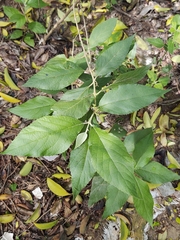 Callicarpa acuminata