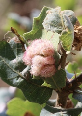 Andricus crystallinus