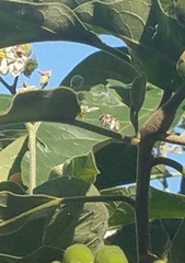 Xylocopa subvirescens