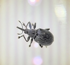 Apioninae