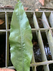 Leptochilus wrightii