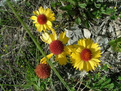 Gaillardia aristata