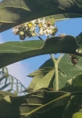 Xylocopa subvirescens