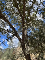 Quercus × jolonensis