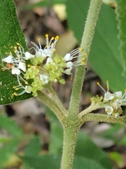 Callicarpa acuminata