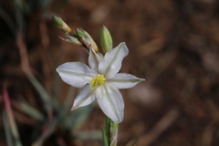 Chlorophytum cooperi