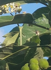 Xylocopa subvirescens