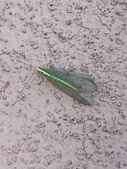 Chrysoperla comanche