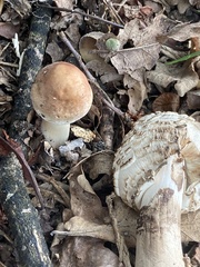 Chlorophyllum olivieri