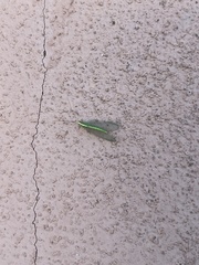 Chrysoperla comanche