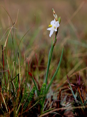 Chlorophytum cooperi
