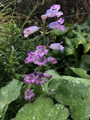 Physostegia virginiana