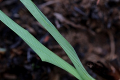 Chlorophytum cooperi