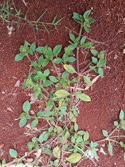 Richardia brasiliensis