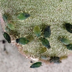 Aphis gossypii
