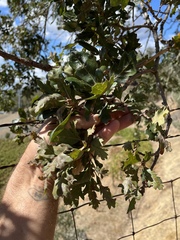 Quercus × jolonensis