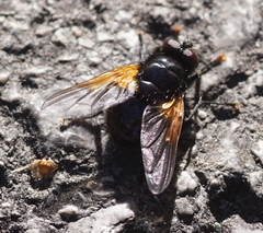 Mesembrina meridiana