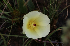 Hibiscus aethiopicus