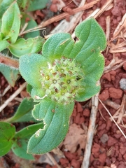 Richardia brasiliensis