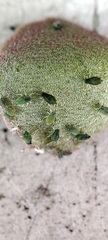 Aphis gossypii