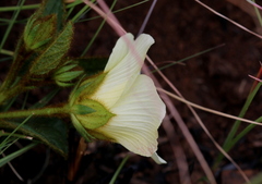 Hibiscus aethiopicus