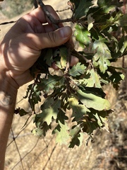 Quercus × jolonensis